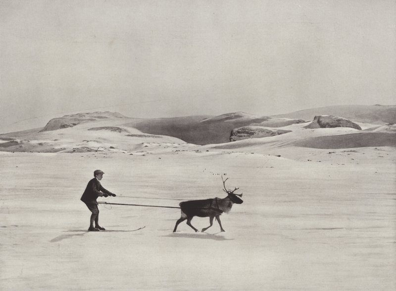 Ski-kørsel med rensdyr på bjergene af Norwegian Photographer