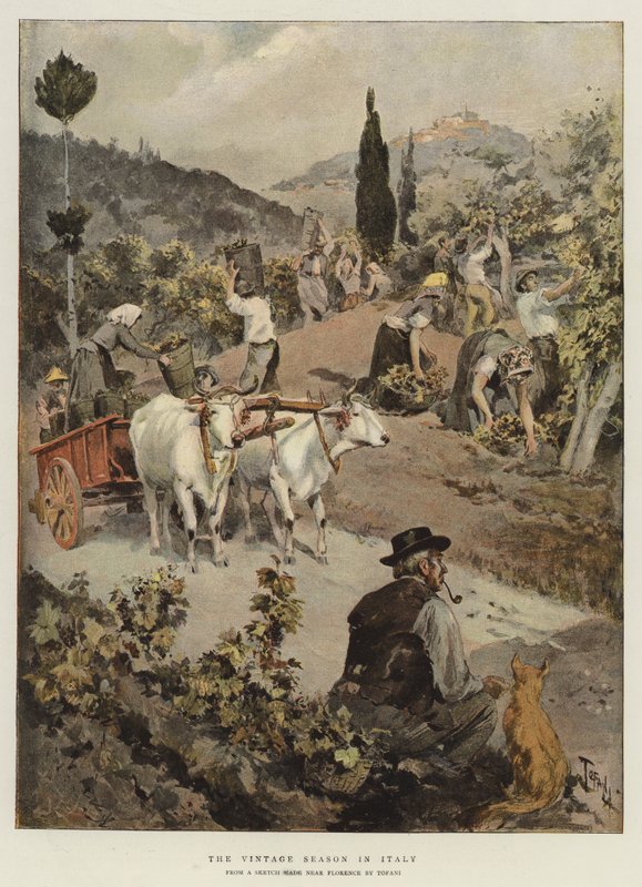 Vintagesæsonen i Italien af Oswaldo Tofani