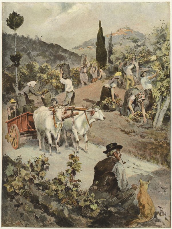 Årgangssæsonen i Italien af Oswaldo Tofani