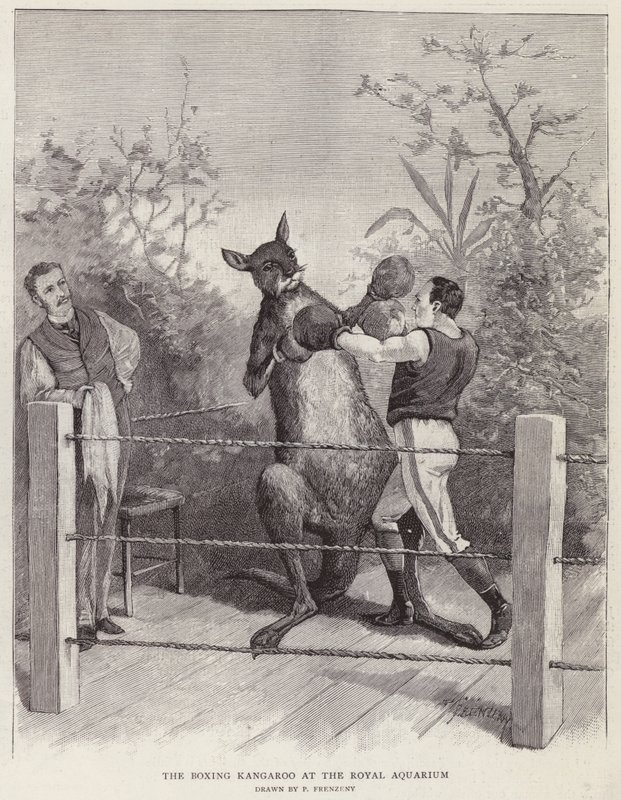 Boksekænguruen ved Royal Aquarium, London (litho) af Paul Frenzeny