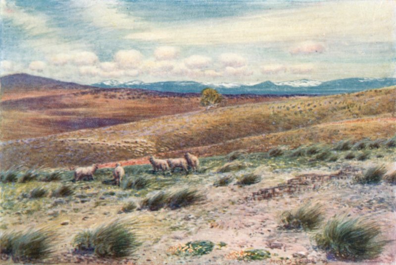 Snowy Mountains nær stedet for den føderale hovedstad (farve litho) af Percy F.S. (after) Spence