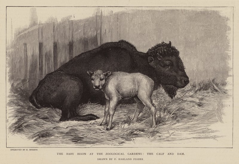 Bison og kalv i London Zoo (kobberstik) af Percy Harland Fisher