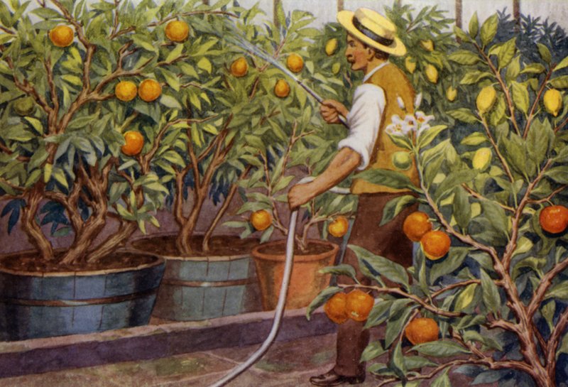 Appelsiner og citroner (farve litho) af Percy James Billinghurst