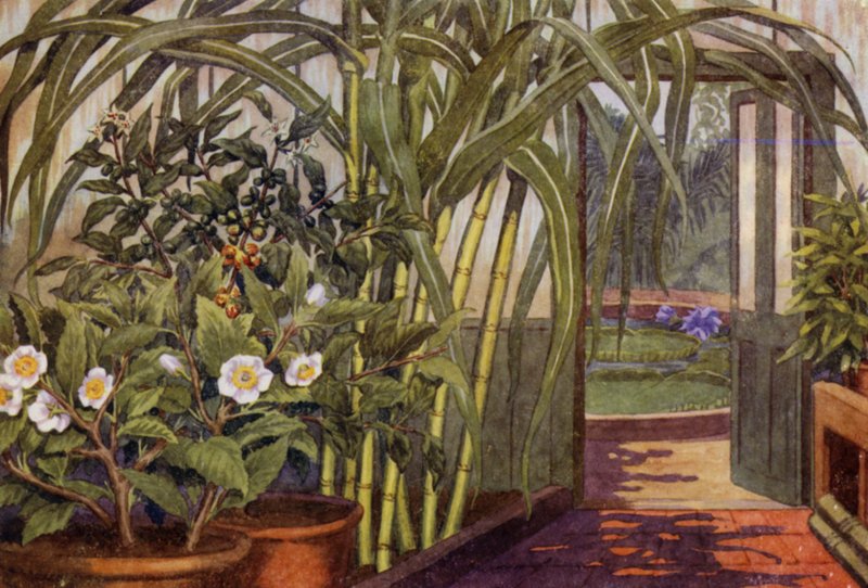 Sukkerrør, teplante og kaffeplante (farve litho) af Percy James Billinghurst
