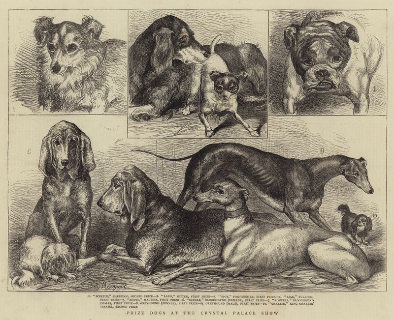 Præmiehunde ved Crystal Palace Show af Percy Macquoid