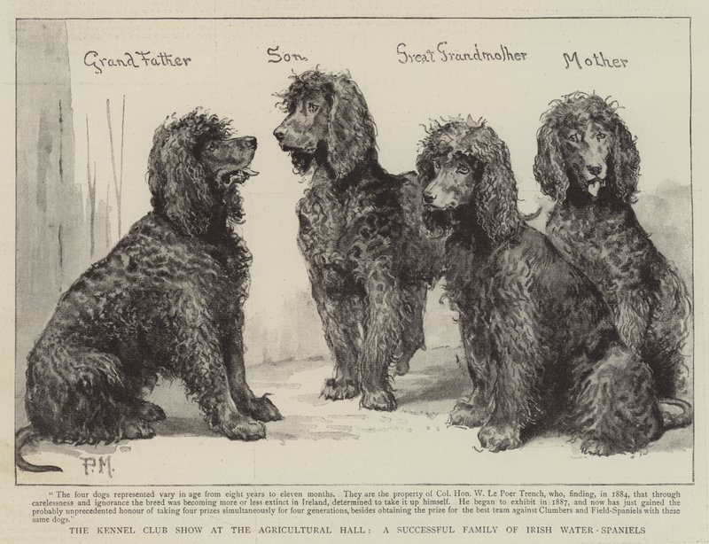 Kennel Club Show i Agricultural Hall, en succesfuld familie af irske vand-spaniels af Percy Macquoid