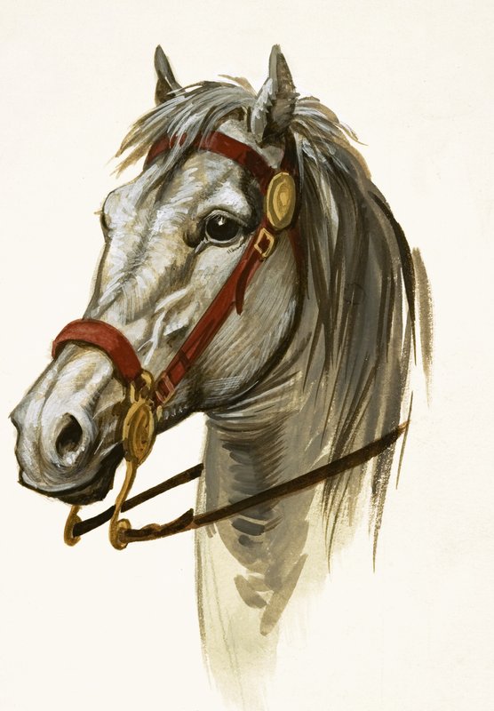 Uidentificeret hest af Peter Jackson