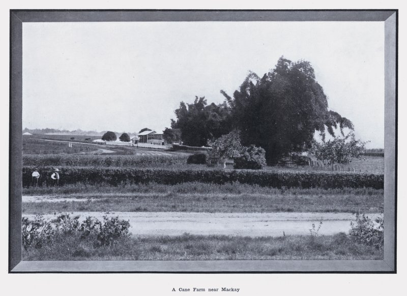 En Cane Farm nær Mackay (s/h foto) af Photographer Australian