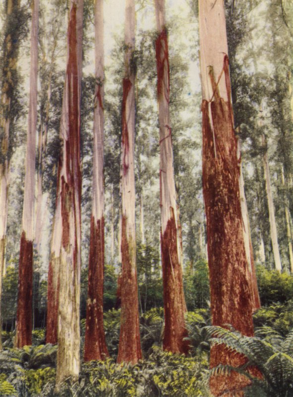 A Forest Glen (farvefoto) af Photographer Australian