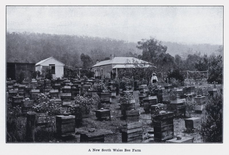 A New South Wales Bee Farm (s/h foto) af Photographer Australian