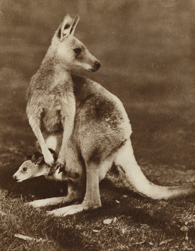 Baby-kænguru kigger ud af sin mors pose, Australien (s/h-billede) af Photographer Australian