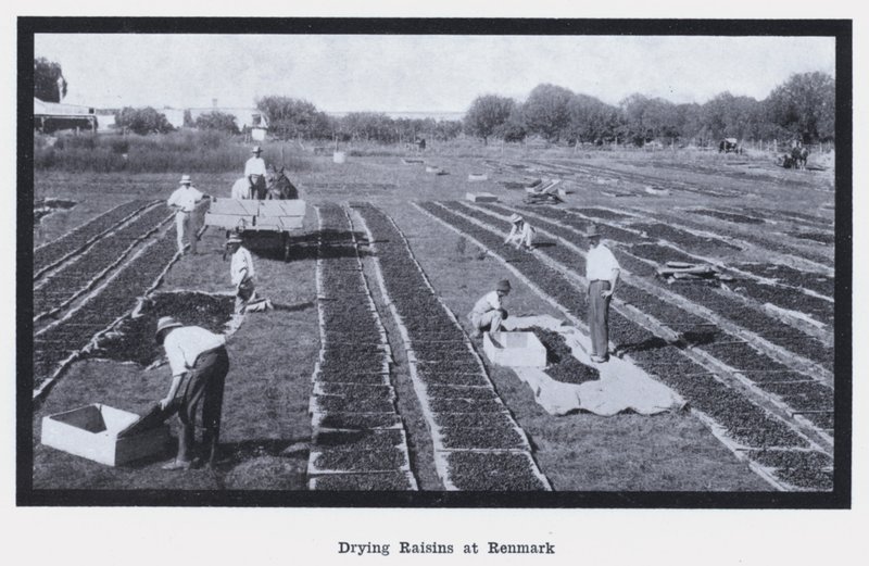 Tørring af rosiner i Renmark (s/h foto) af Photographer Australian