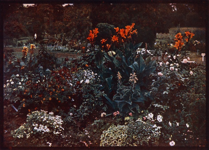 Blomsterbed i den botaniske have, Sydney, New South Wales, Australien (farvefoto) af Photographer Australian