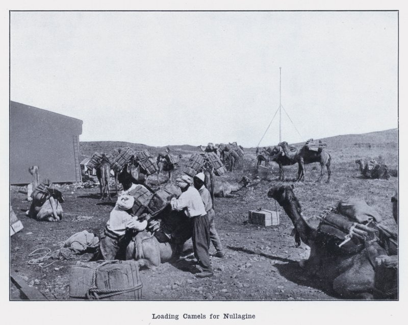 Indlæser kameler til Nullagine (s/h foto) af Photographer Australian