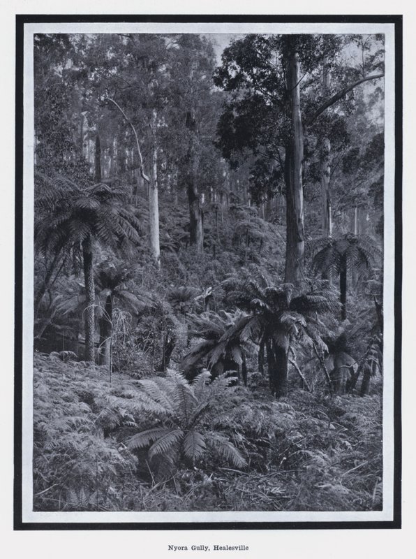 Nyora Gully, Healesville (s/h foto) af Photographer Australian