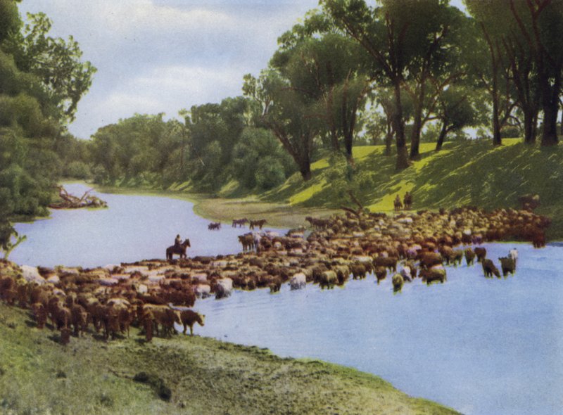 Queensland, Australien: At drive kvæg nær Goondiwindi (foto) af Photographer Australian