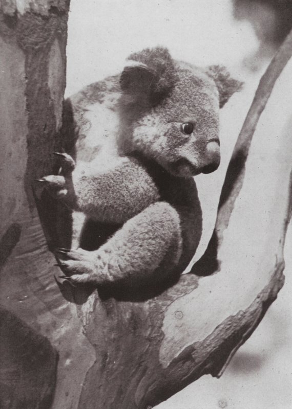 Den unikke koala eller indfødte bjørn (s/h foto) af Photographer Australian