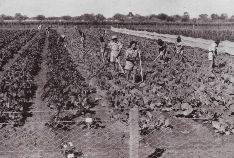 Grøntsager dyrket nær den transkontinentale vej i det såkaldte ørkenland, vandet med borevand (s/h foto) af Photographer Australian