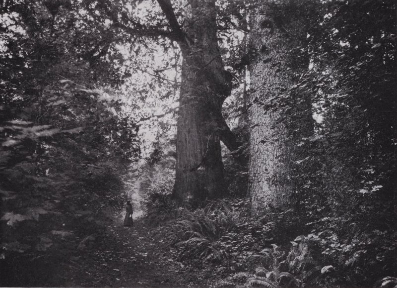 Forest Giants, Stanley Park, Vancouver (s/h-billede) af Photographer Canadian
