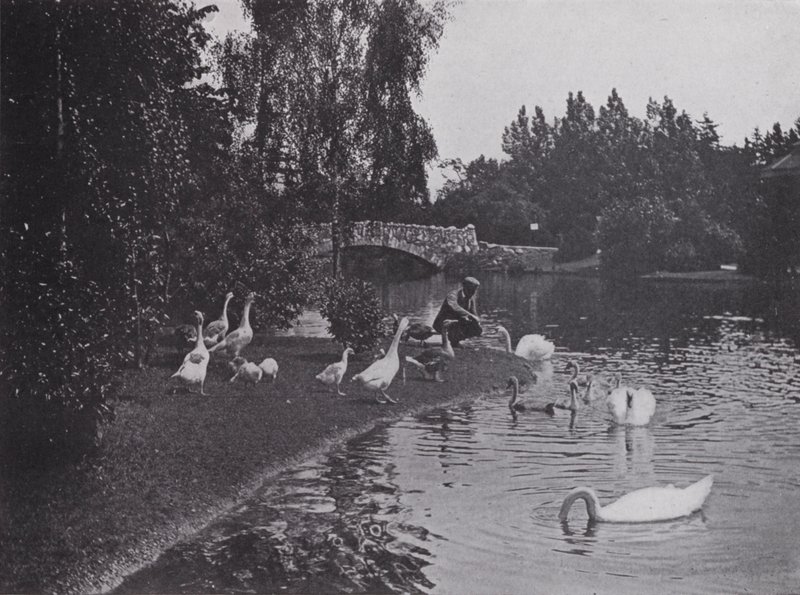 Lake, Beacon Hill Park, Victoria, British Columbia (s/h-billede) af Photographer Canadian