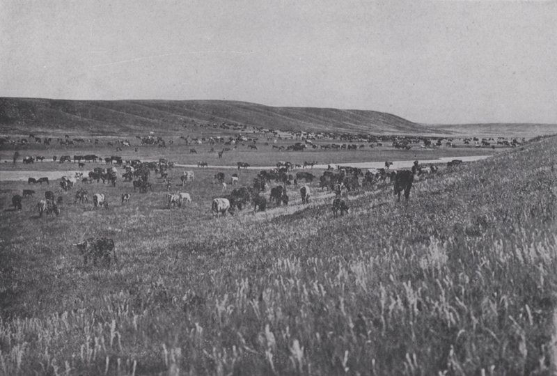 Range Cattle on the Rolling Uplands of Alberta (s/h foto) af Photographer Canadian