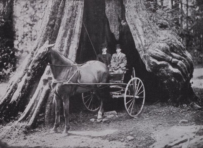 The Big Tree, Stanley Park, Vancouver (s/h foto) af Photographer Canadian
