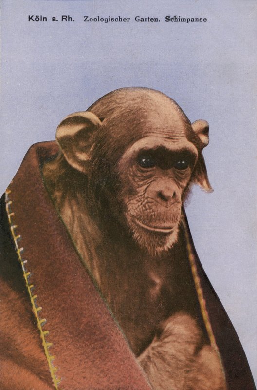 Köln Zoo, Chimpanse (foto) af Photographer German