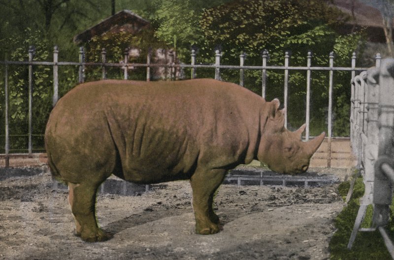 Köln Zoo, Næsehorn (foto) af Photographer German