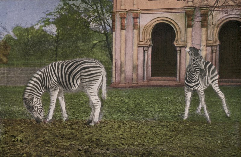 Köln Zoo, Zebraer (foto) af Photographer German