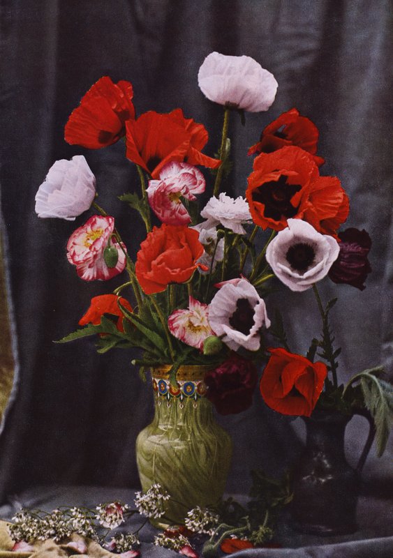 Vase med valmuer (farvet foto) af Photographer German