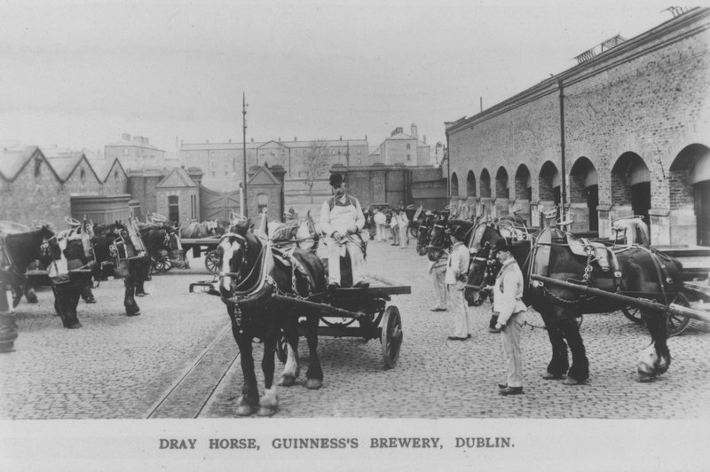 Dray horse, Guinness Brewery, Dublin, Irland (s/h foto) af Photographer Irish