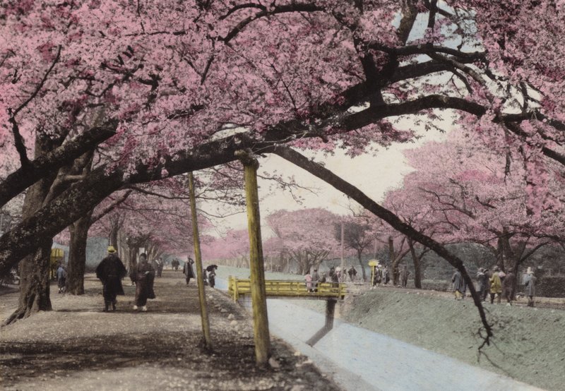Japan, ca. 1912: Cherry Blossom ved Koganei, nær Tokyo (foto) af Photographer Japanese