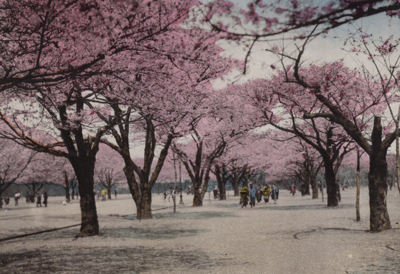 Japan, ca. 1912: Cherry Blossom i Uyeno Park, Tokyo (foto) af Photographer Japanese