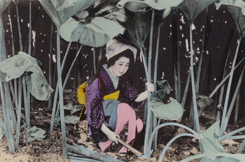 Japan, ca. 1912: Enorme mose-rabarber, vild plante, Akita (foto) af Photographer Japanese