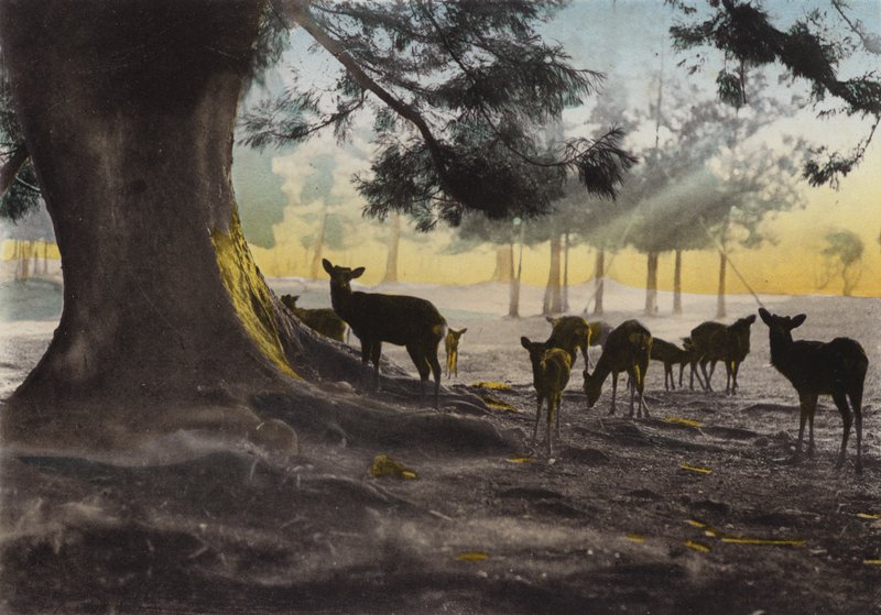 Japan, c.1912: Kasuga Temple Ground with Tame Deer Roaming About, Nara (foto) af Photographer Japanese