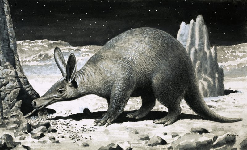 Aardvark af R.B. Davis