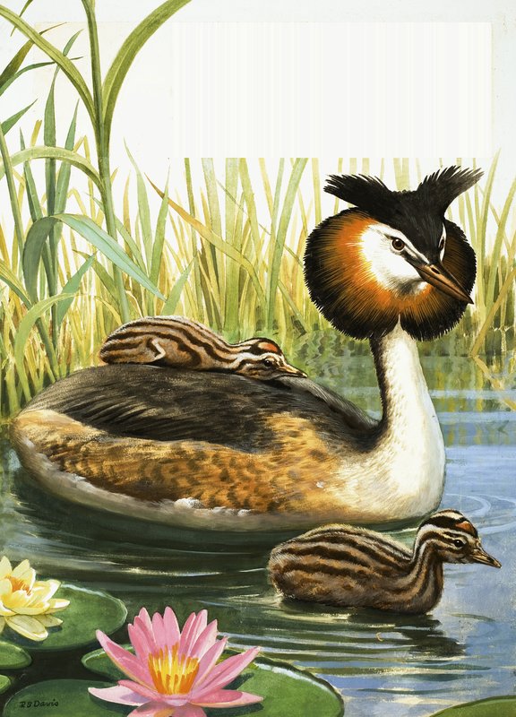 Toppet lappedykker af R.B. Davis