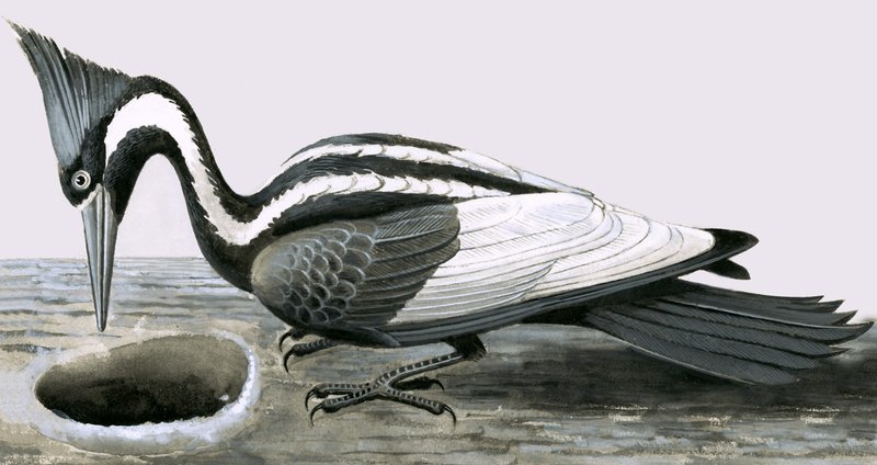 Elfenbensnæbbet spætte af R.B. Davis