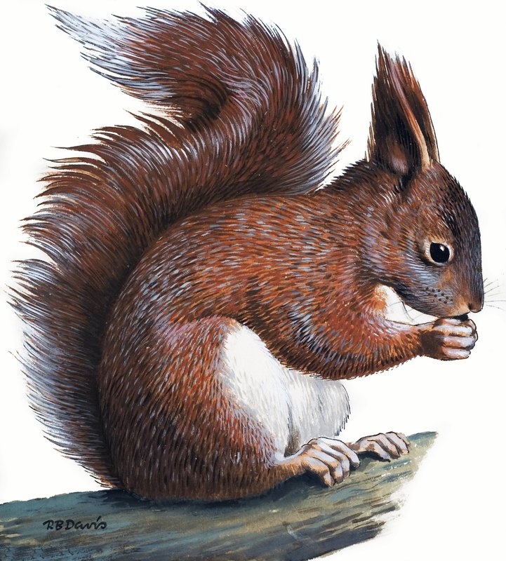 Red Squirrel (gouache på papir) af R.B. Davis