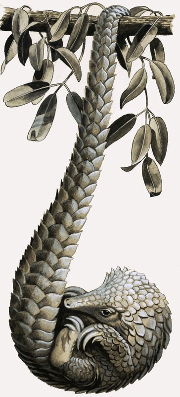 Pangolinen af R.B. Davis