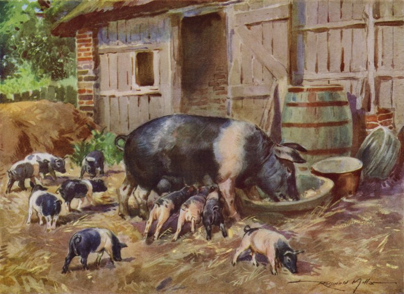 Illustration til My Farm (farve litho) af Reginald Mills