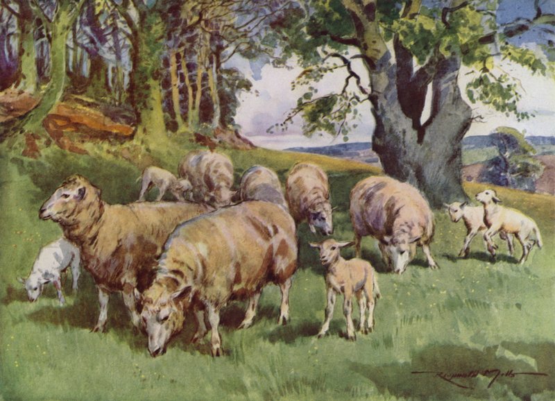Illustration til My Farm (farve litho) af Reginald Mills