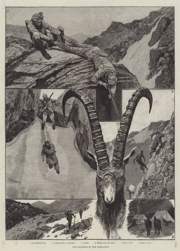 Ibex-Skydning i Himalaya gravering af Richard Caton Woodville junior
