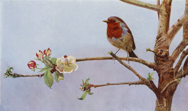Robin (foto) af Richard and Cherry Kearton