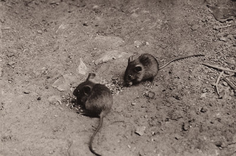 Mus ved aftensmaden (s/h foto) af Richard and Cherry Kearton