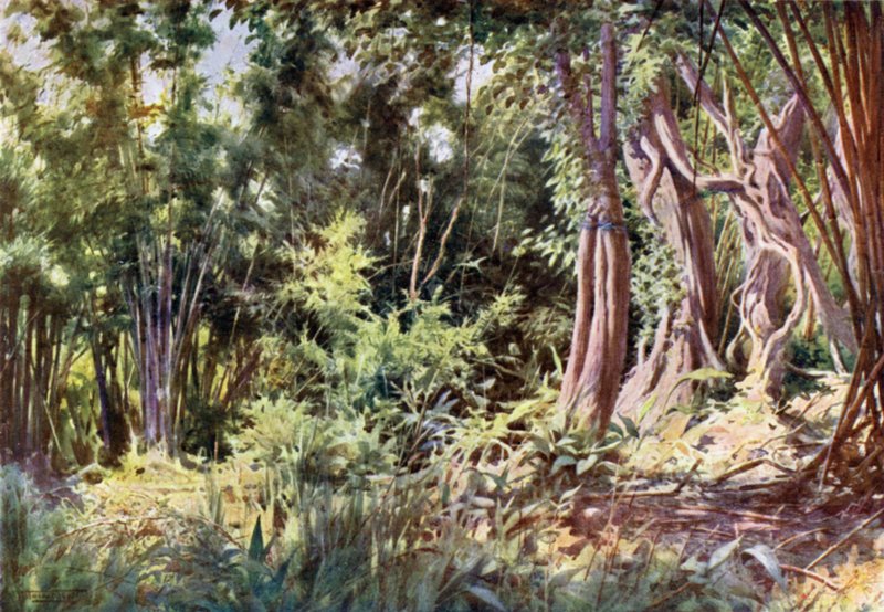 Jungle ved Delanchoon af Robert George Talbot Kelly