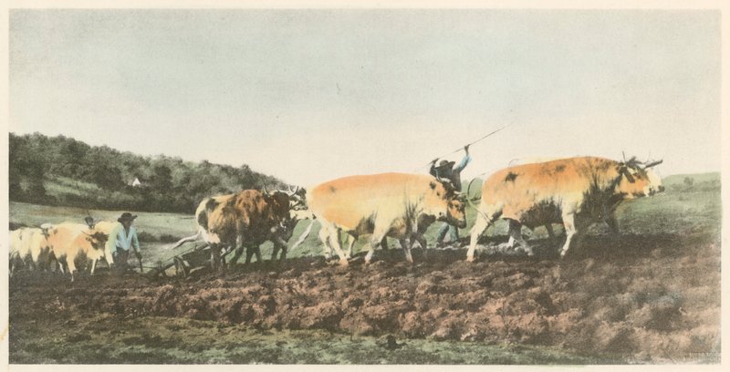 Pløjning i Nivernais af Rosa Bonheur