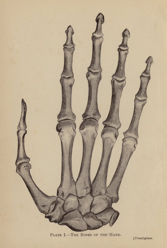Håndens knogler (litho) af Rosamund Brunel Horsley Gotch