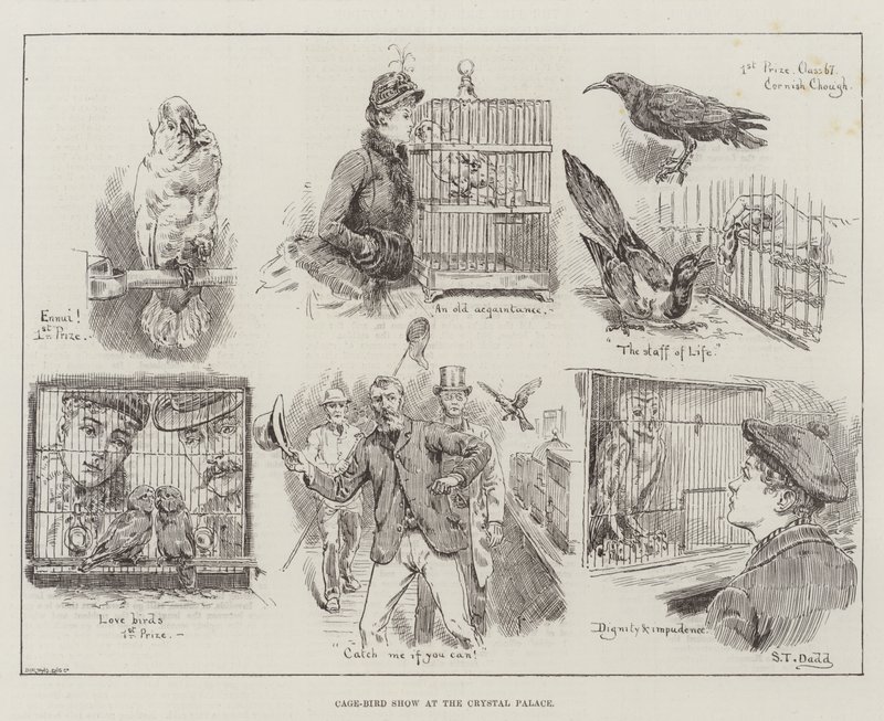Cage-Bird Show i Crystal Palace af S.T. Dadd