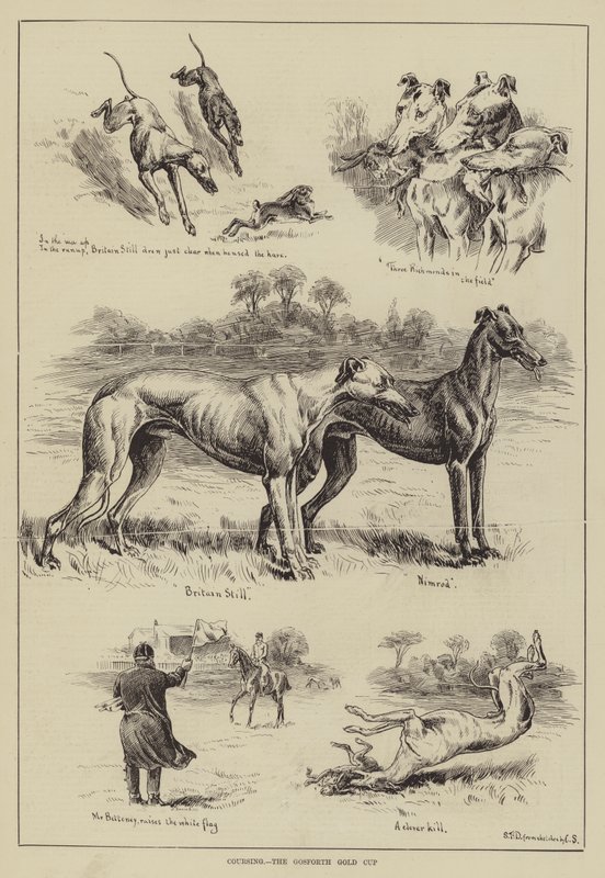 Coursing, Gosforth Gold Cup af S.T. Dadd